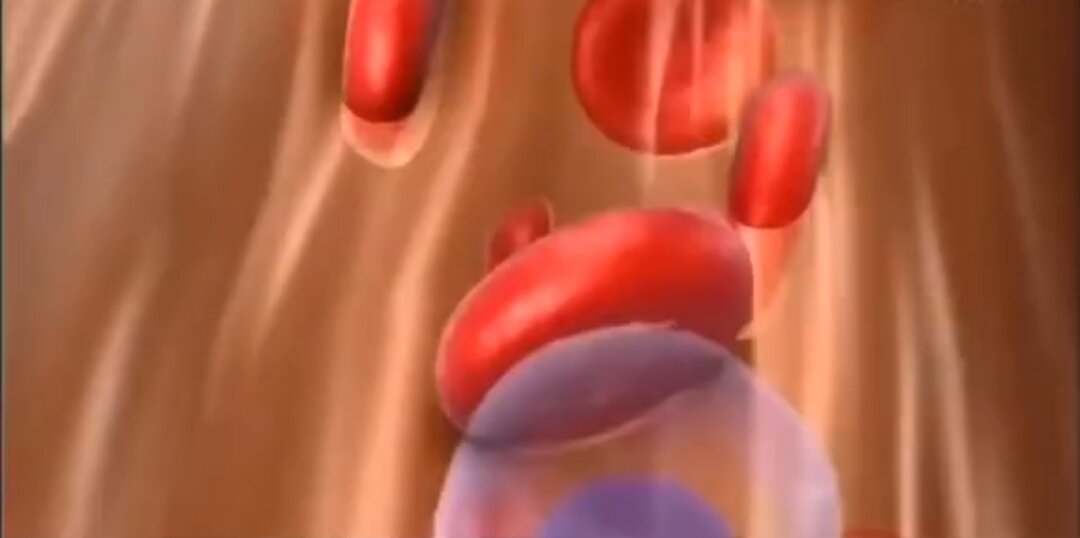 Кровь человека как и большинства животных красного цвета за счёт того что в гемоглобине дыхательном пигменте присутствуют ионы железа. Но существуют организмы у которых вместо гемоглобина гемоцианин на основе меди. 