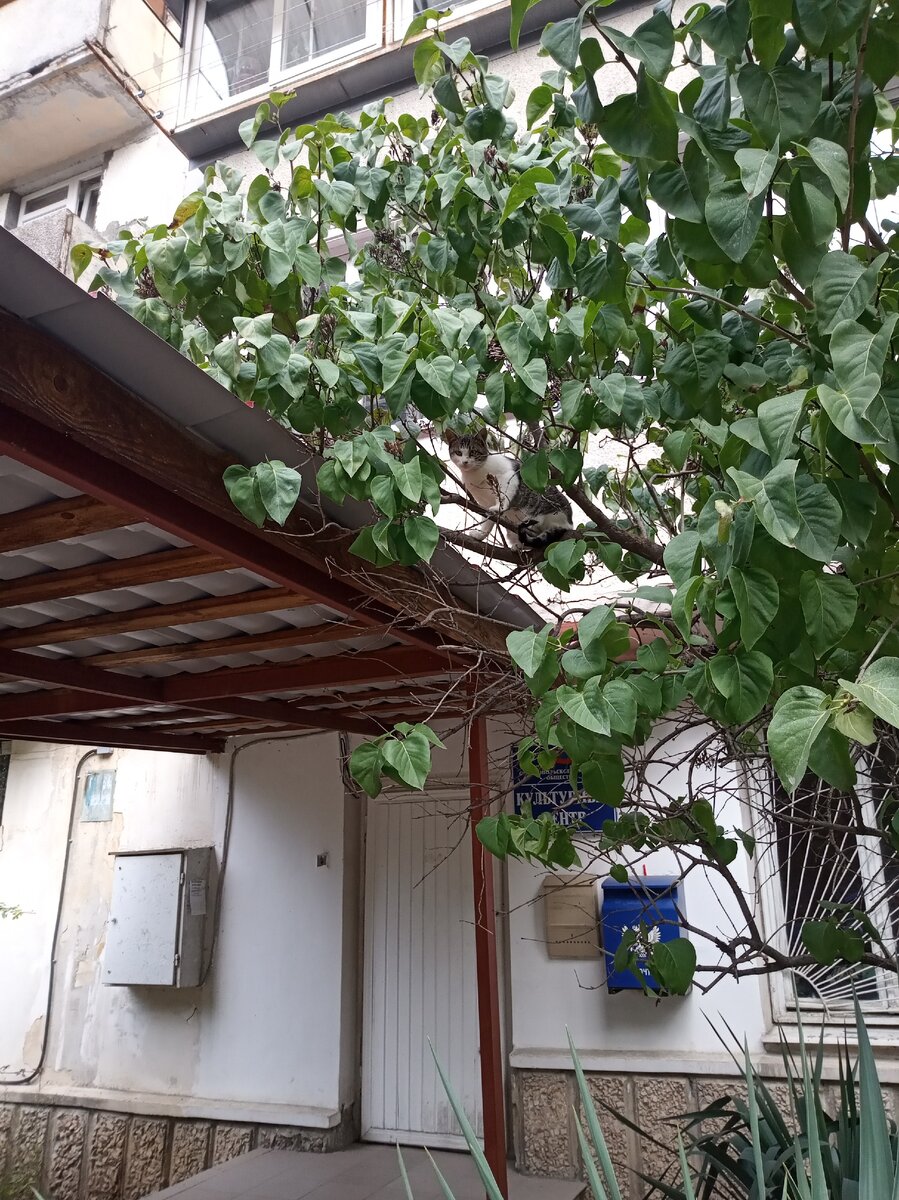 Найди кота.