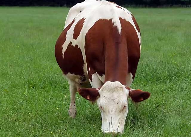 Когда и сколько молока может дать корова