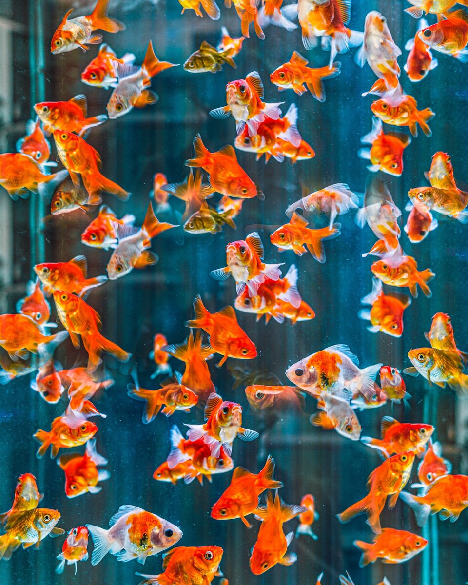 Рыбки (Источник: Фото автора norfnorf7: Pexels)