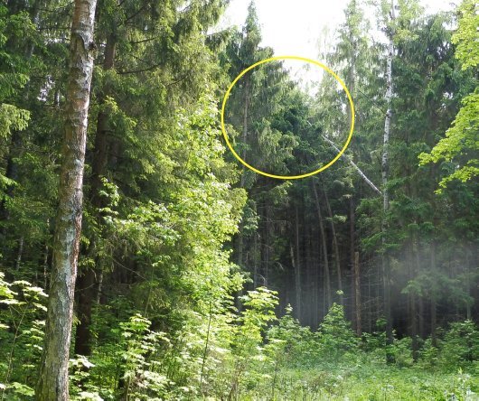 Неужели там могла бы сидеть русалка? Фото из свободных источников.