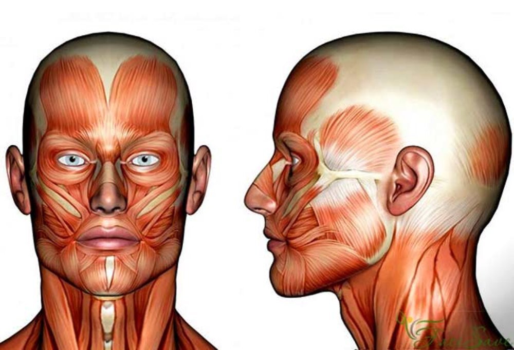 Картинка мышцы лица и шеи