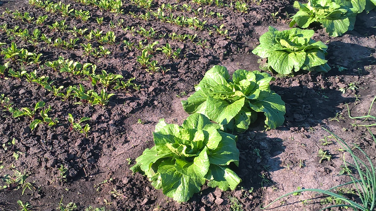 Фото  Юли.К    конец мая 2020