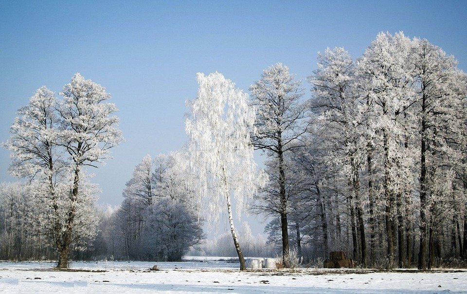 https://cdn.pixabay.com/photo/2021/01/06/08/43/trees-5893603_960_720.jpg