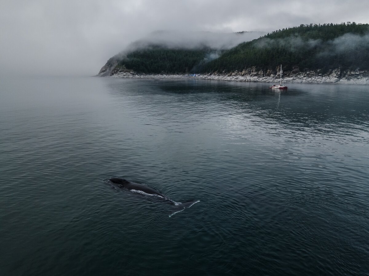 Фотография гренландского кита, которую я снял во время экспедиции по Шантарским островам.