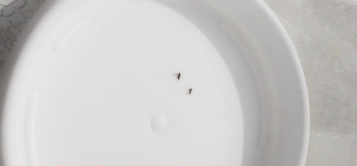 Нашёл пару не очень живых сциарид в горшке с розмарином.