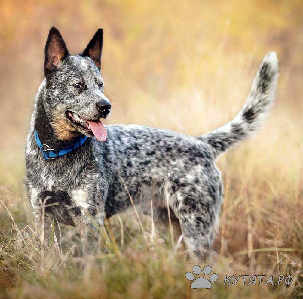 Австралийский хилер (фото из интернета)