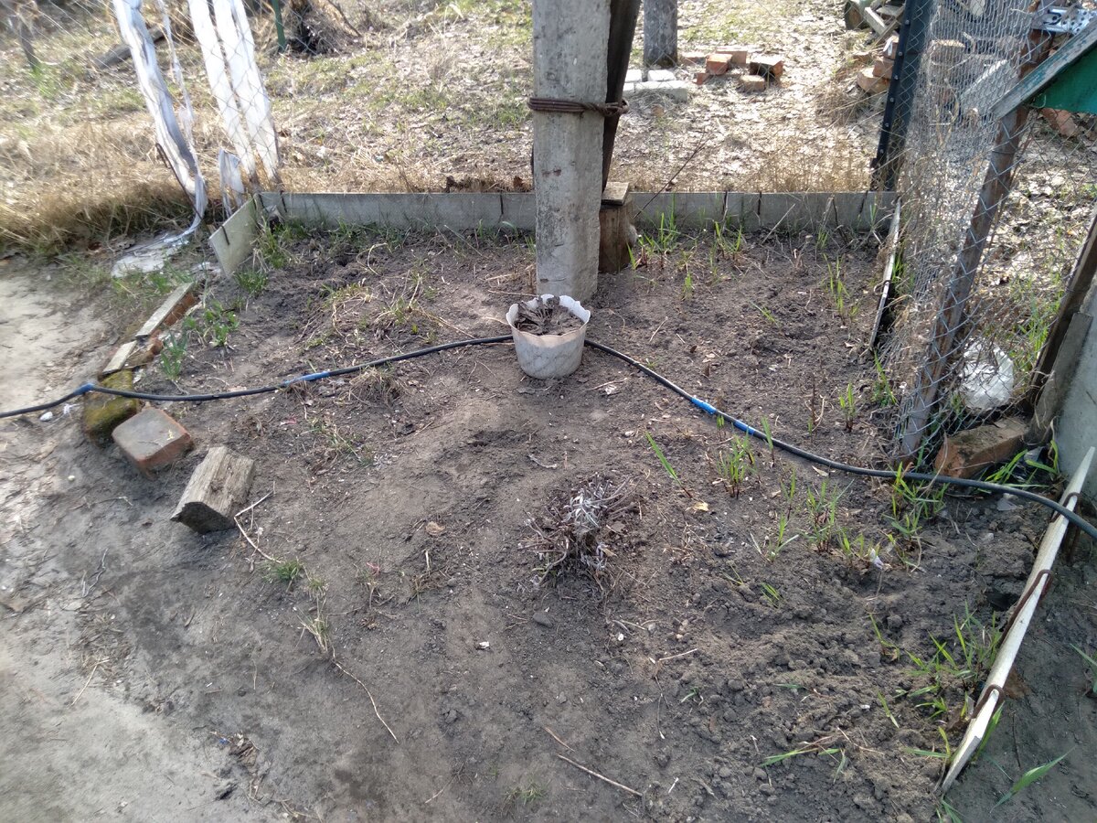 Моя грядка у колодца - здесь многолетние овощи - лук, щавель, хрен и любисток