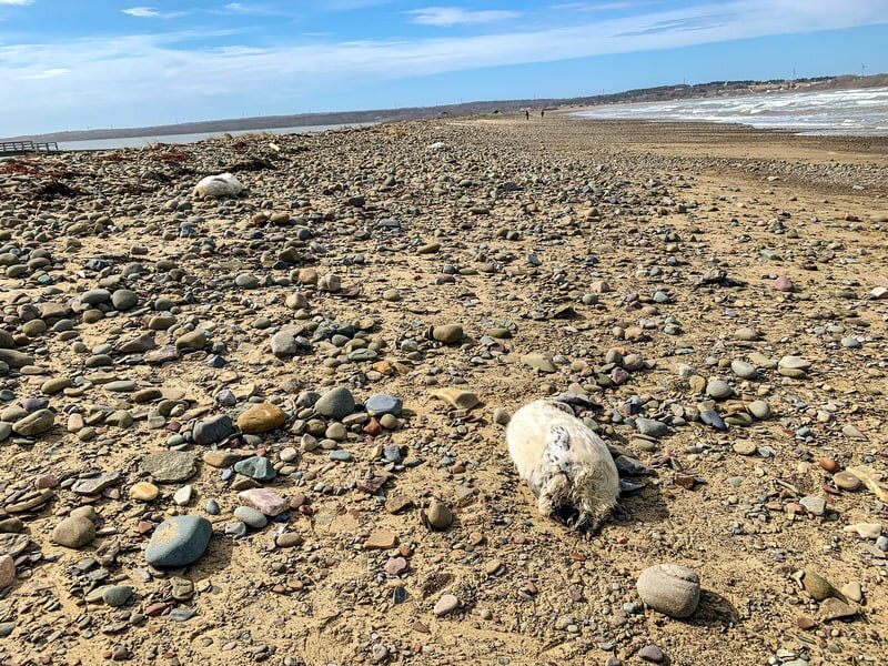 Новая Шотландия