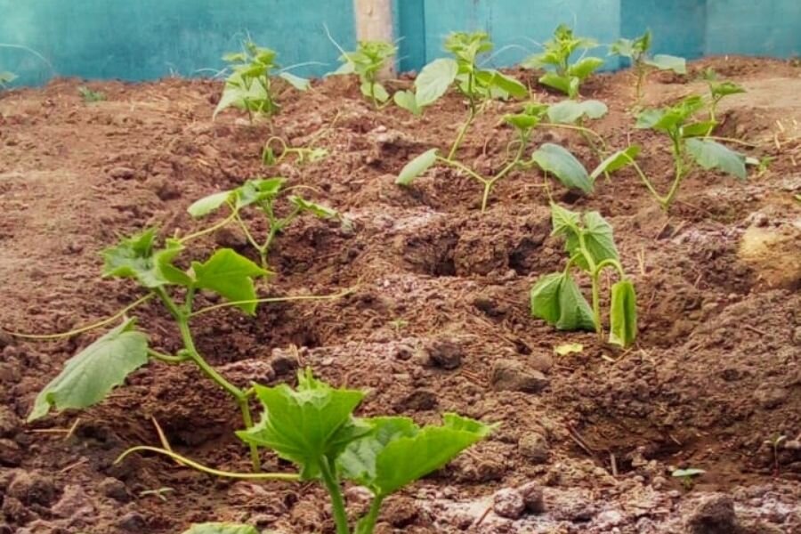 Некоторые лунки уже пустые, в некоторых завяли огурцы