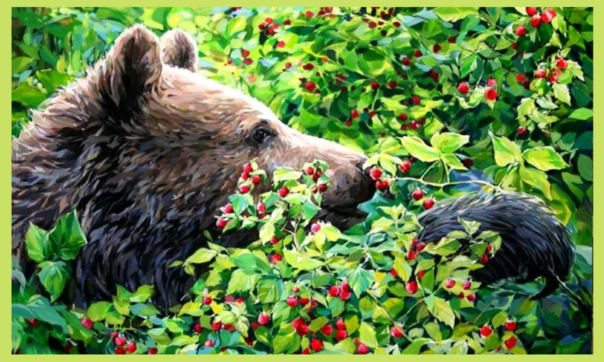 Какие отношения складываются между брусникой и медведем. "Медведи в лесу" Kim Norlien. Медведь в малиннике. Бурый медведь ест малину. Медведь ест малину.