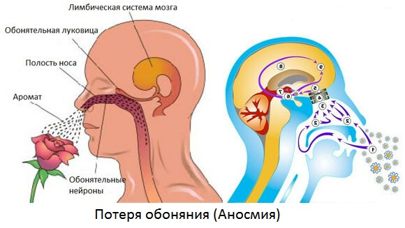 Потеря обоняния людей