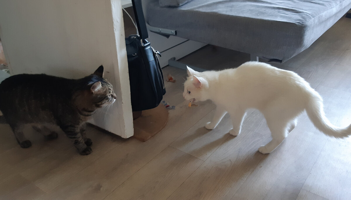 Мелкий доблестно защищает свою мышку от Кузи.