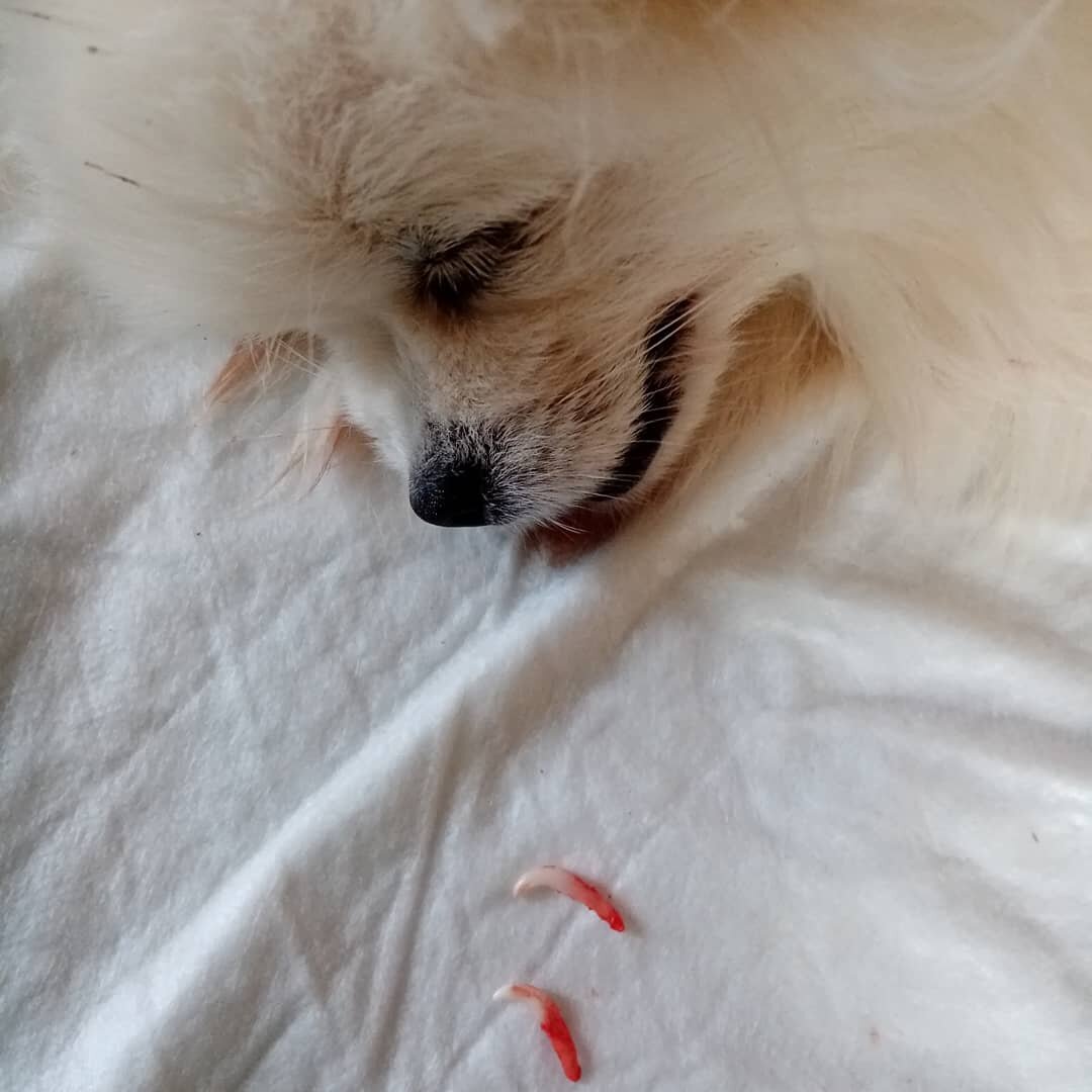 Сравните размер коронки такого зуба и размер его корня. Видно, что нет никаких признаков резорбции. По всей своей поверхности корень соединен с костной тканью альвеолы с помощью периодонтальной связки.