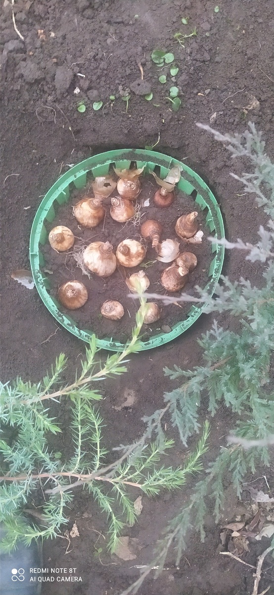 Махровые нарциссы  посадила в корзины. Обыкновенные просто в землю. 