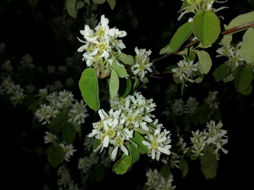 Цветение ирги похоже на черемуховое, фото автора