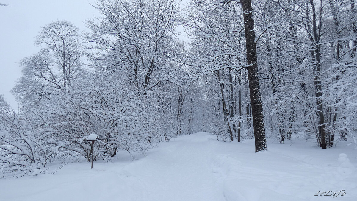Заснеженная аллея Екатерининского парка