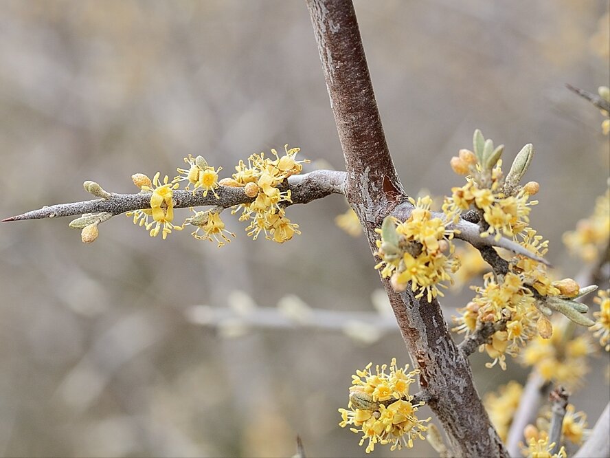 Фото: saskwildflower.ca