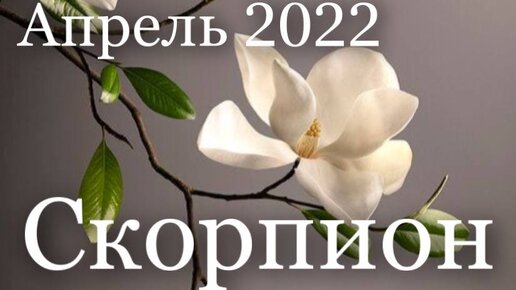 Скорпион апрель. Шикарное цветение орхидей. Дендробиум Нобиле не цветет причины.