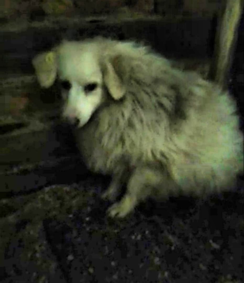 Время идёт. Из "белого шарика" превратилась...