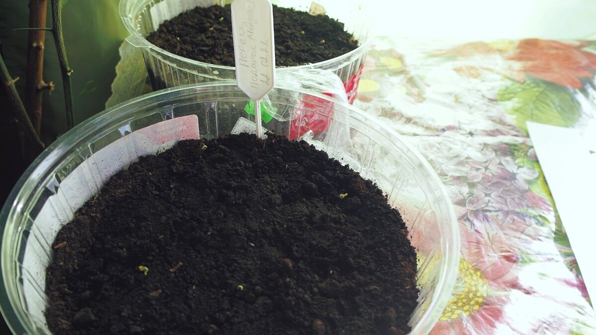 Первые всходы перца