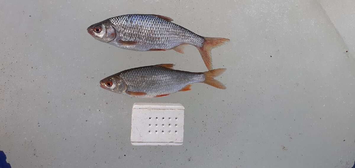 По одной плотвичке нам с отцом удалось поймать сегодня.