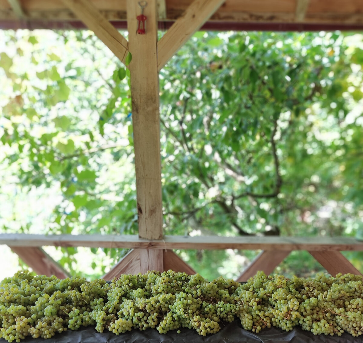 Солярис и Кристалл перед винификацией.