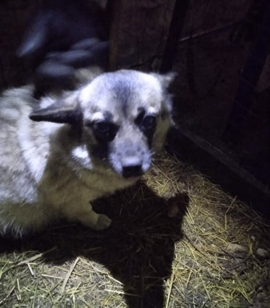 Новенькая испуганная беременушка