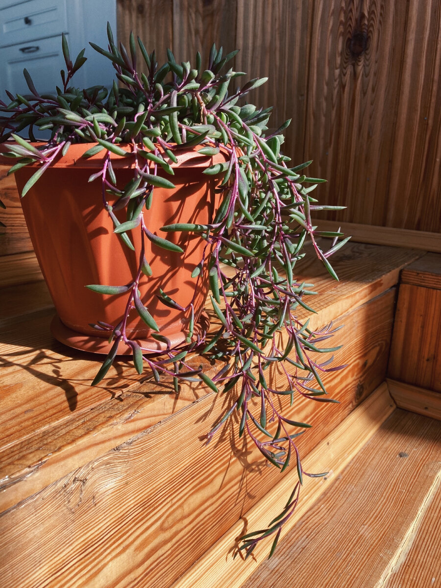 Оттона мясистая