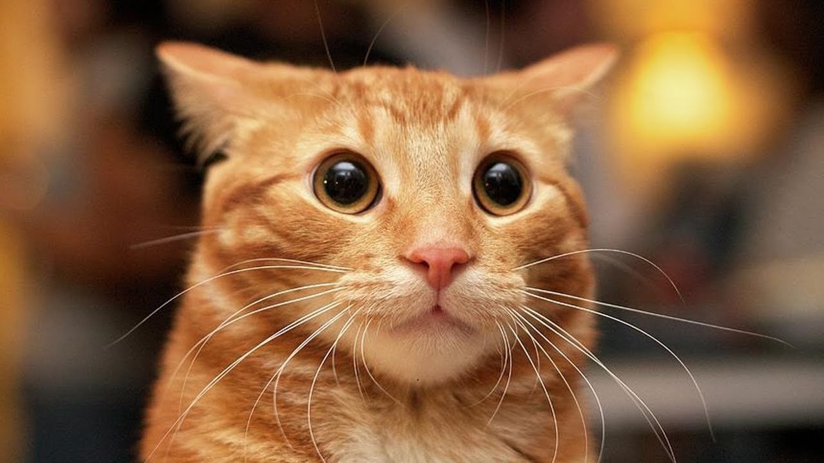 приколы с кошками, приколы про котов, кошки приколы, тест на психику.