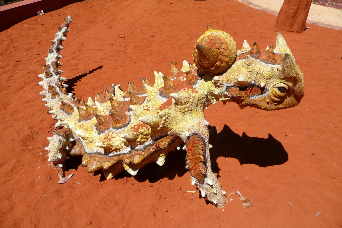 Молох ящерица. Молох (Moloch horridus). Ящерица Молох дракон. Геккон Молох.