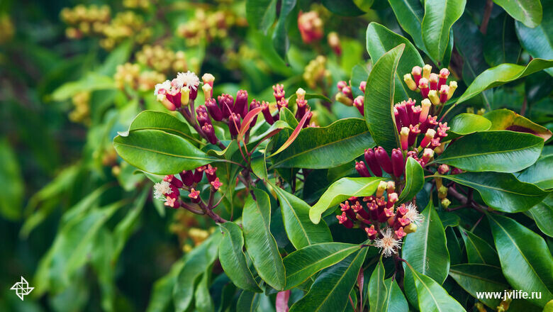Цветы гвоздики.