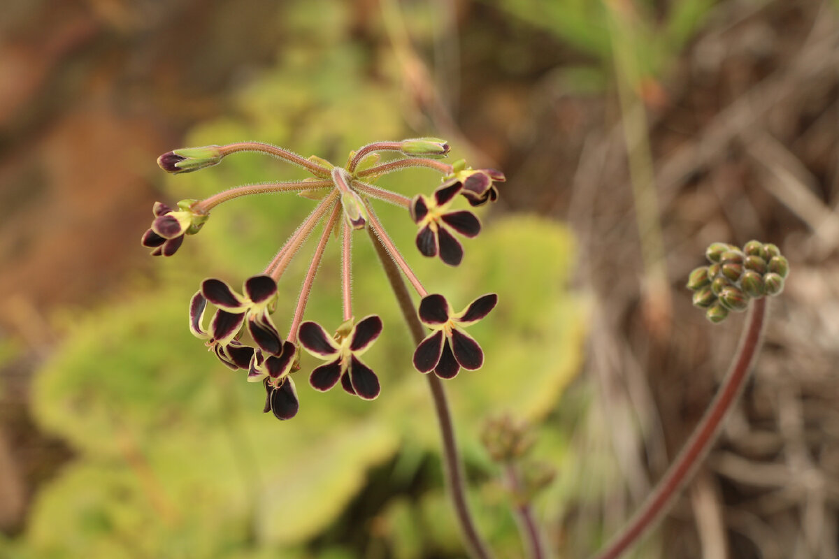 Pelargonium lobatum