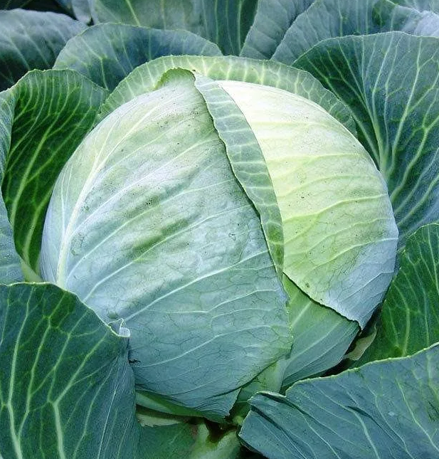 Фотография взята из источника kto-chto-gde.ru