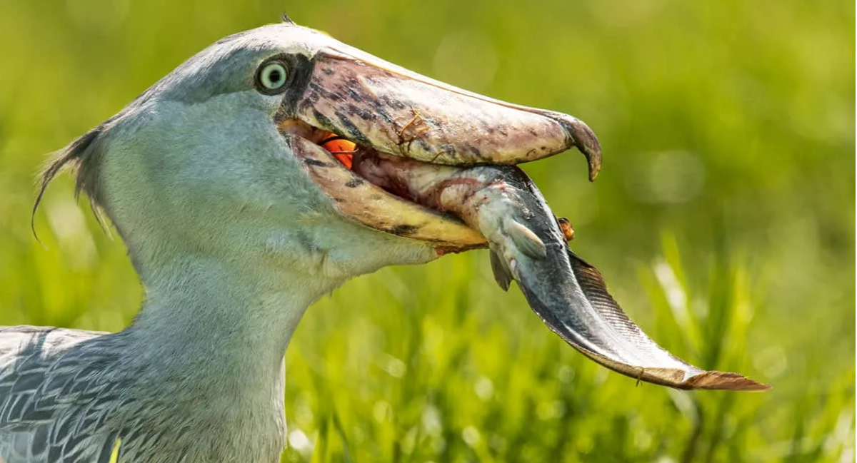 Китоглав проглотил обезьяну. Китоглав птица. Shoebill Stork птица. Аист китоглав. Пеликан китоглав.