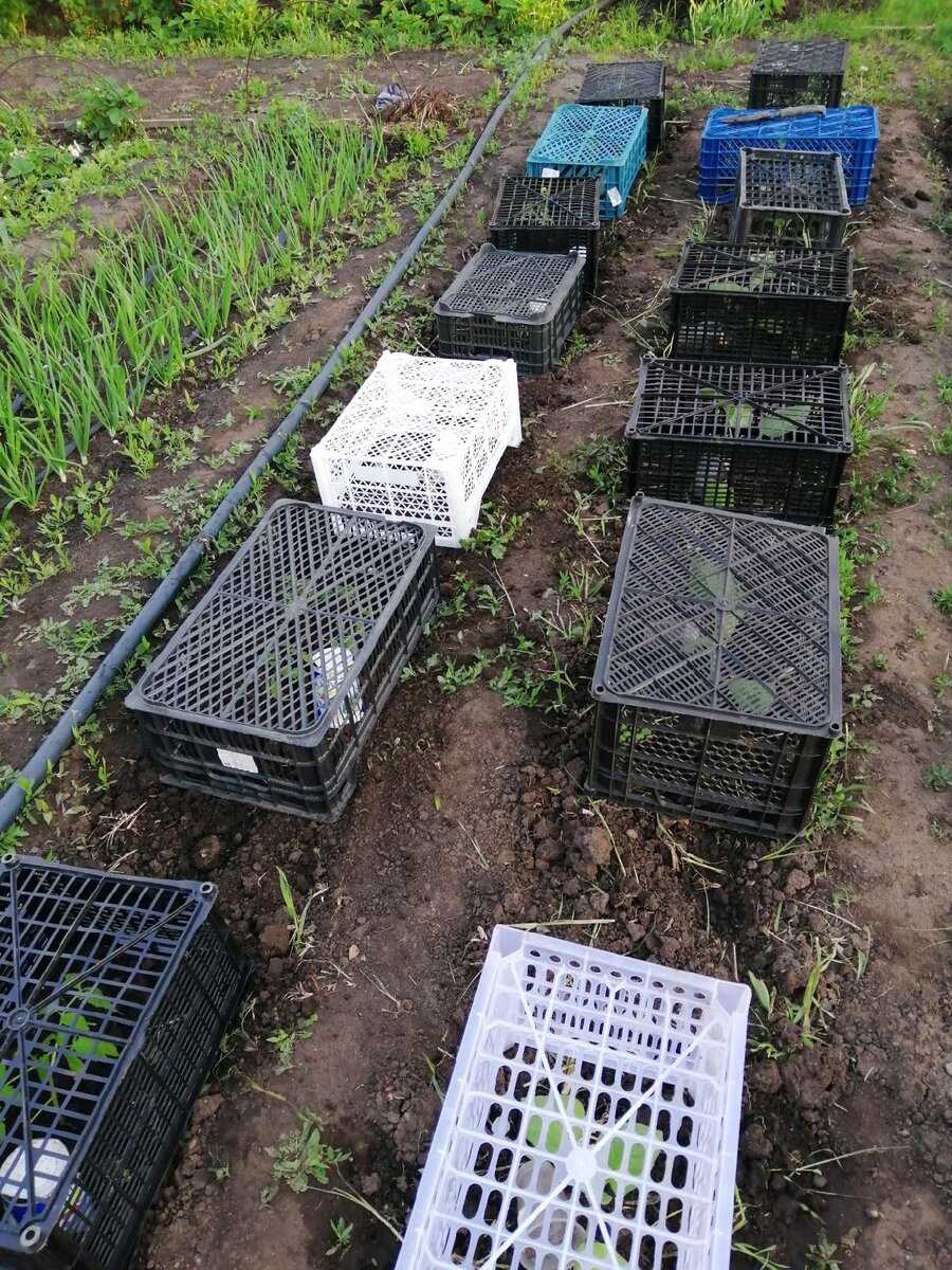 стаканчики оставила рядом с саженцами, на них название сорта, не успела сделать бирки