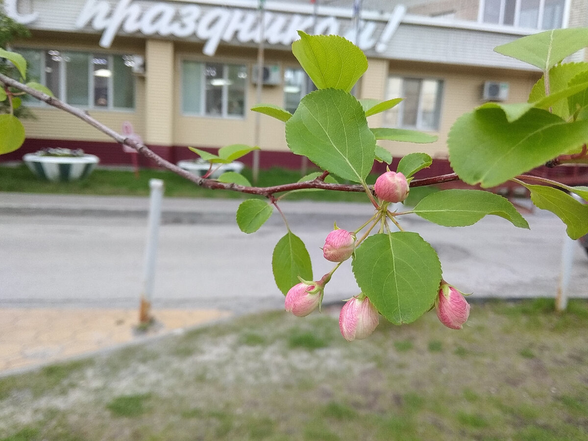 Тоже что-то декоративное и в цвету! Такие подарки к праздникам я люблю гораздо больше срезанных цветов