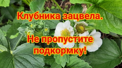 Клубника зацвела. Не пропустите вторую подкормку