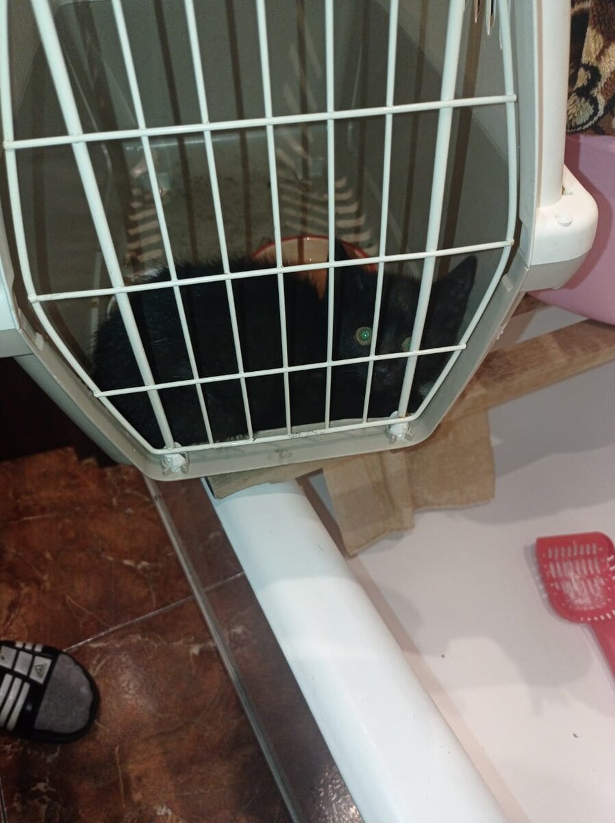 Кейси в ванной. Для ванных процедур и осмотра