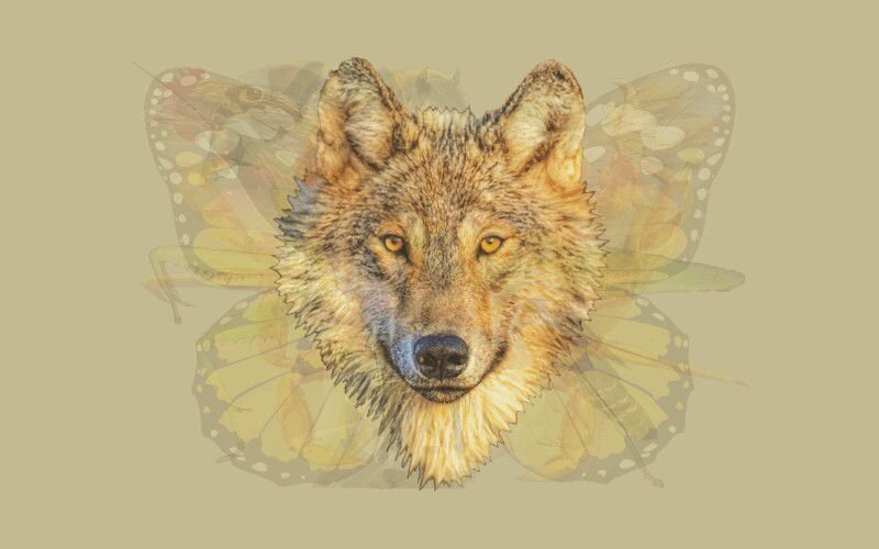 какое животное вы увидели первым на картинке тест. тест первое животное которое увидел на картинке. тест какое животное увидели первым. какое животное вы увидели. какое животное вы увидели.