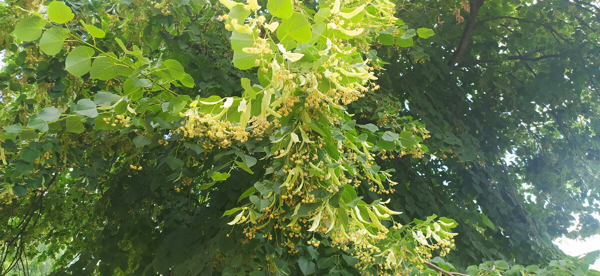 Цветы липы.