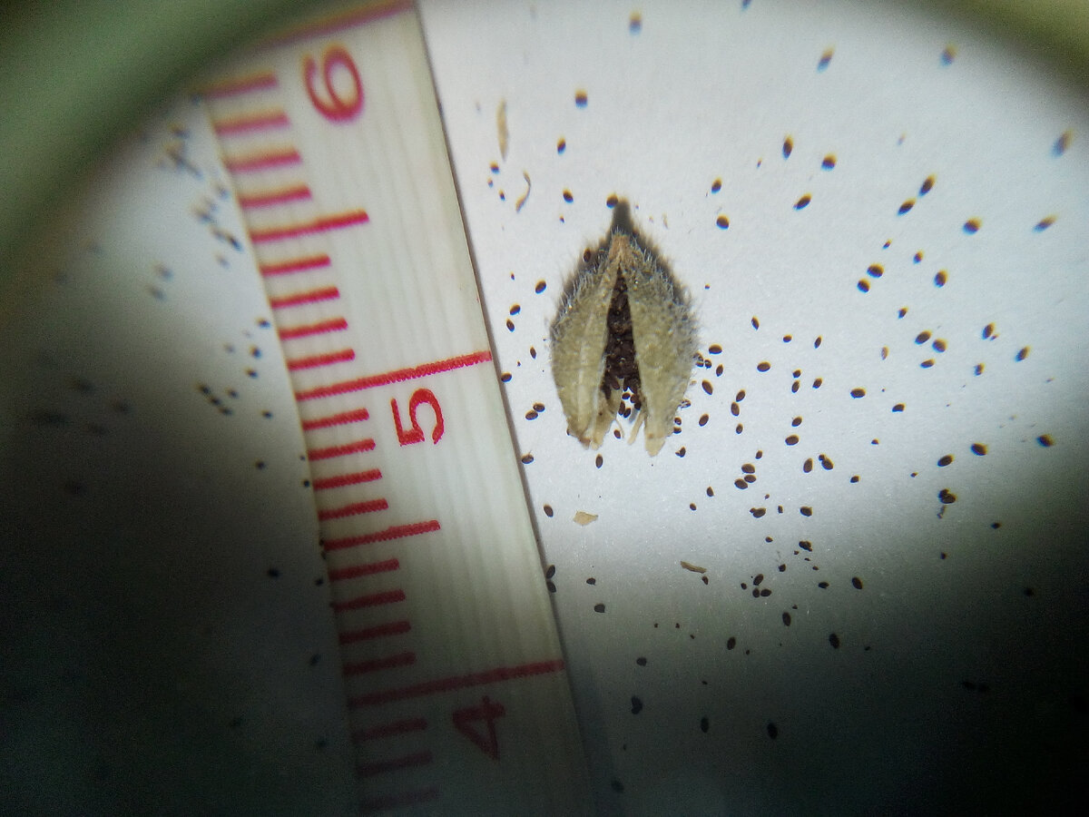 Семенная коробочка миниатюрной фиалки