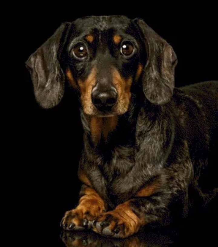 Несмотря на маленький рост и коротенькие лапки, таксы очень подвижные и шаловливые собаки, которые любят играть с детьми.