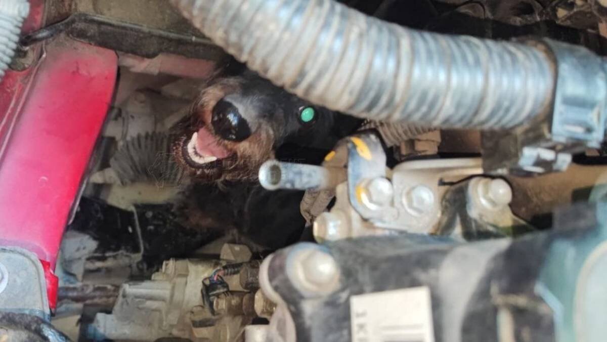    Фото: Telegram / Департамент ГОЧСиПБ