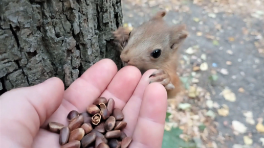 Кормлю бельчонка с ушками