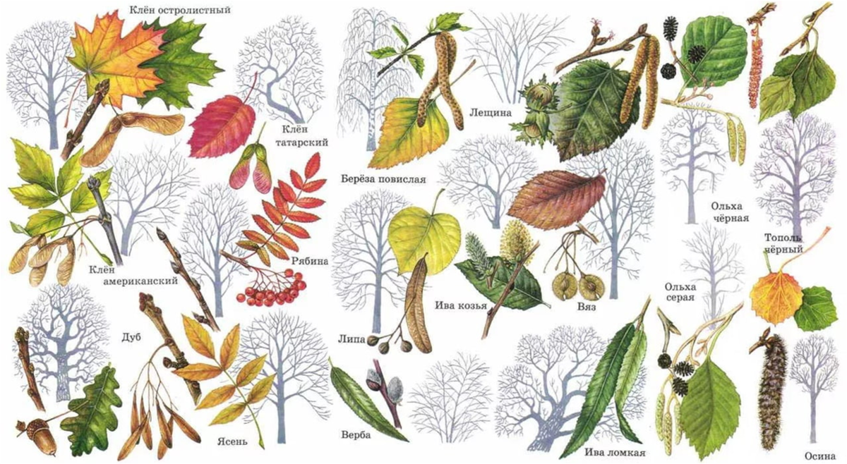 Осина береза липа ольха листья. Деревья клен дуб осина ясень. Береза, осина, ольха; дуб, липа, клен, ясень, вяз.. Береза ольха лещина. По какому дереву определяют зиму в крыму