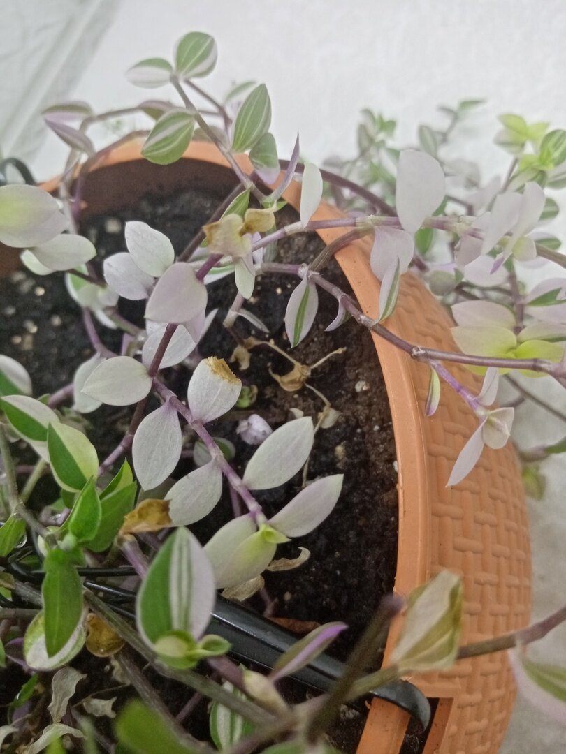 Чисто розовые побеги у Бьянки начинают засыхать, что совсем не красит куст. Я пока их не обрываю, так как скоро планирую обновлять куст.