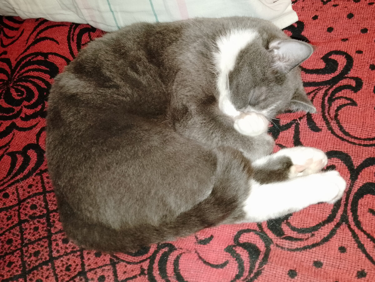 Маняша свернулась в клубок.