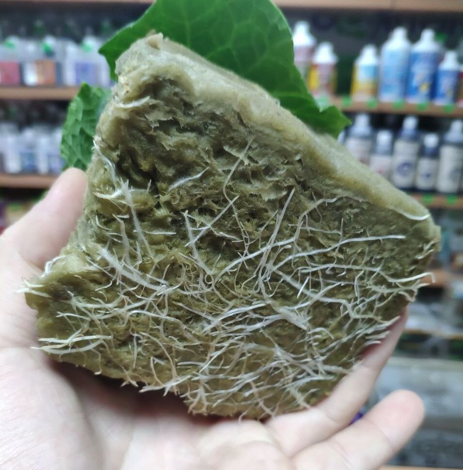 Корневая огурца в минеральной вате