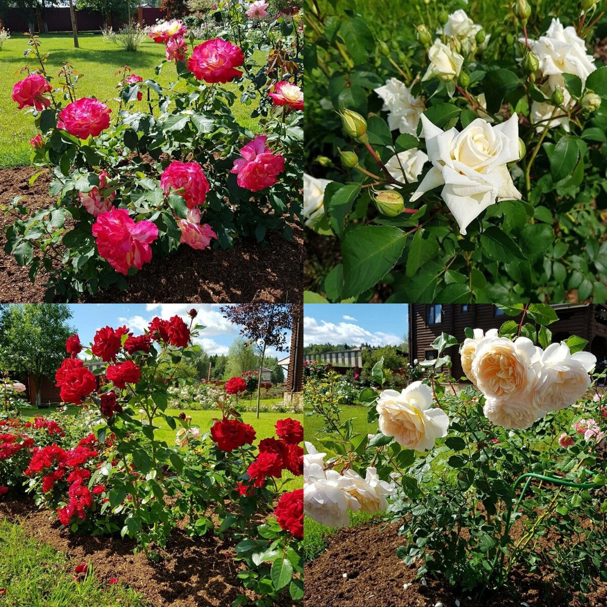 Розарий в саду у Аниты Цой соцсети Анита Цой